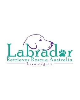 Labrador Retriever Rescue Australia