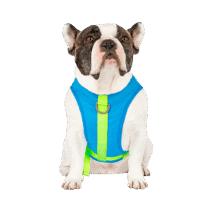 Canada Pooch Chill Seeker Cooling Dog Harness in Blue - Size 24