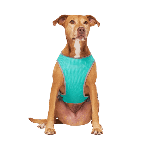 Canada Pooch Cooling Vest Wet Reveal Dog Green Smiley