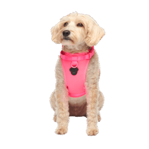 Canada Pooch Everything No Pull Dog Harness in Neon Pink - Medium