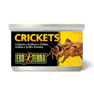 Exo Terra Crickets Small - 34g