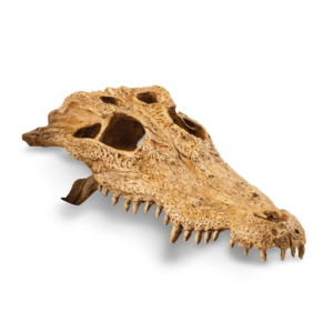Exo Terra Crocodile Skull Hide for Terrariums - Each