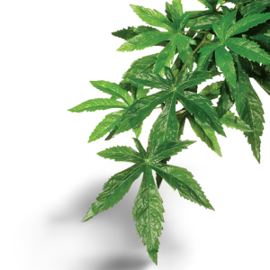 Exo Terra Forest Plant Abutilon for Terrariums - Small