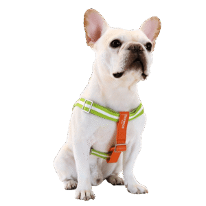 Florence By Mills Appleskin Dog Harness in Orange - Large/XX Large