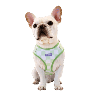 Florence By Mills Signature Print Dog Harness in Green - X Small/Small