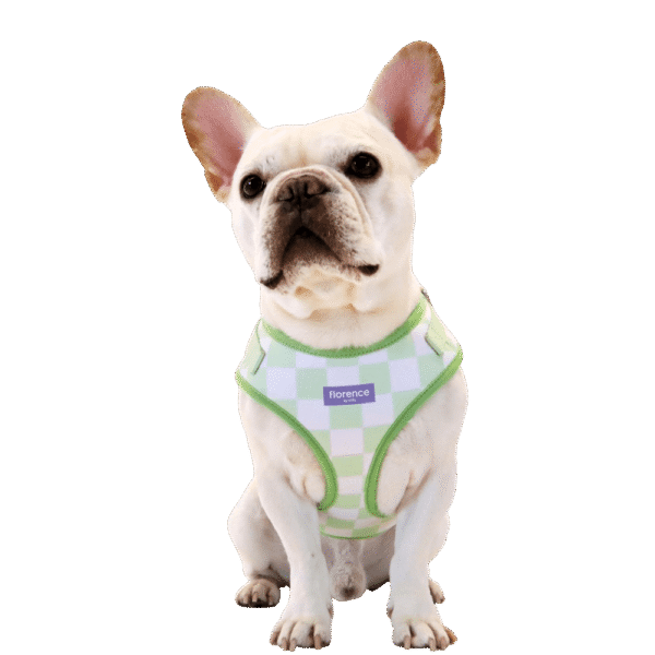 Florence By Mills Signature Print Dog Harness in Green
