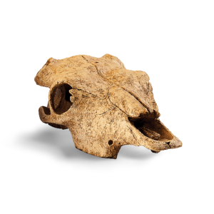 Exo Terra Buffalo Skull Hide for Terrariums - Medium
