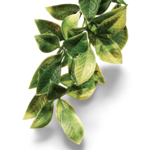 Exo Terra Forest Plant Mandarin for Terrariums - Large
