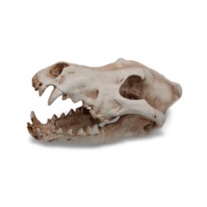 Ipetz Wolf Skull Reptile Hideaway - Each
