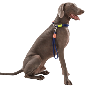 Maogou Blue Marshmallow Short Dog Lead in Dark Blue - One Size