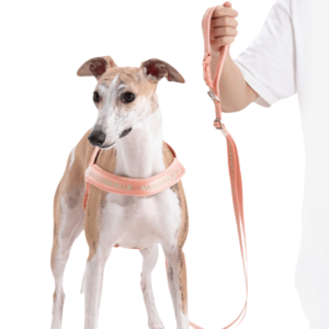 Maogou Blue Wind Zinc Dog Lead in Peach - Medium