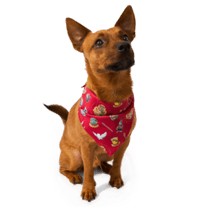 Warner Bros Harry Potter Dog Bandana - Small
